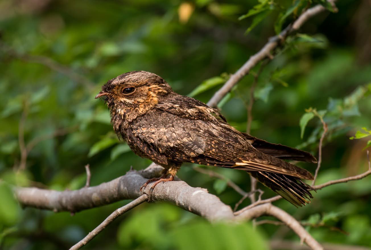 Oiseaux